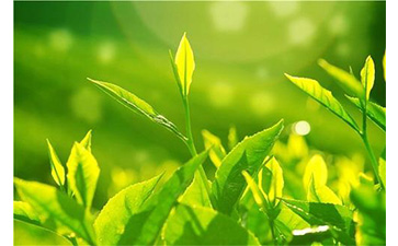 茶葉防偽溯源系統具有哪些優勢價值?