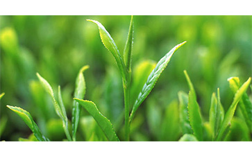 茶葉質量追溯管理系統可以實現哪些功能？具有哪些優點？