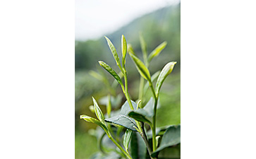茶葉二維碼防偽標簽可以帶來哪些優勢價值已經特點?